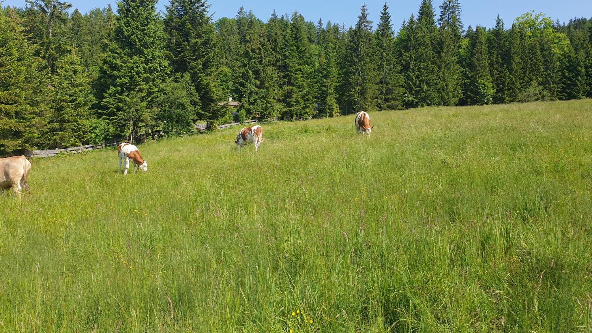 Haus Alpenblick Lägenhet Obertraun Exteriör bild